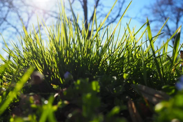 Молодая Сочная Зеленая Трава Лучах Утреннего Солнца Против Голубого Неба — стоковое фото