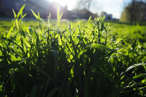 Молодая Сочная Зеленая Трава Лучах Утреннего Солнца Против Голубого Неба — стоковое фото
