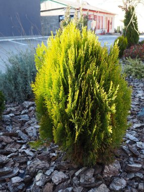 Çimlerde doğranmış haydut. Tacı şekillendirmek. Çipler yere. Çiçekçilik ve bahçıvanlık. Kentsel ve kırsal alanların peyzajı. Sarı yeşil yapraklar ve kozalaklı bitkiler.