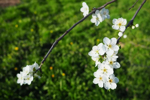 Floraison Cerises Cerises Douces Cerises Oiseaux Belles Fleurs Blanches Parfumées — Photo
