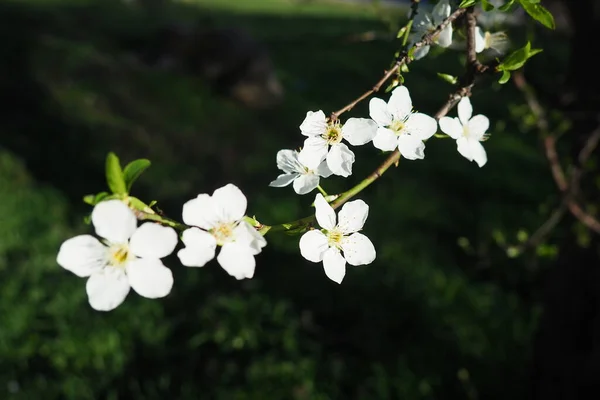 Florecimiento Cerezas Cerezas Dulces Cerezas Pájaro Hermosas Flores Blancas Fragantes — Foto de Stock