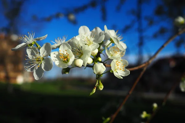 Florecimiento Cerezas Cerezas Dulces Cerezas Pájaro Hermosas Flores Blancas Fragantes —  Fotos de Stock