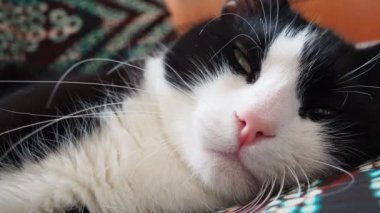 Siyah beyaz bir kedinin namlu ağzı. Kedi pembesi burun, beyaz bıyık, yeşil gözler. Siyah ve beyaz melez erkek kedi, sırtüstü uzanıyor ve uyumaya çalışıyor. Bir kedinin ağzı