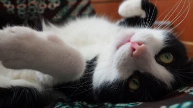 Siyah beyaz bir kedinin namlu ağzı. Kedi pembesi burun, beyaz bıyık, sarı-yeşil gözler. Melez, genç bir kedi koltuğa uzanıyor ve uyumaya çalışıyor. Tembel bir hayvan sırt üstü yatar.