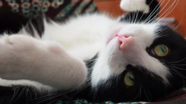 Siyah beyaz bir kedinin namlu ağzı. Veterinerlikte anestezinin yan etkileri. Melez, genç bir kedi koltuğa uzanıp uyumaya çalışıyor. Tembel bir hayvan sırt üstü yatar, göz hareketleri