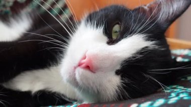 Siyah beyaz bir kedinin namlu ağzı. Kedi pembesi burun, beyaz bıyık, yeşil gözler. Siyah beyaz melez genç bir kedi koltuğa uzanıp uyumaya çalışıyor. Göz hareketleri, göz bebekleri dar. Tembel.