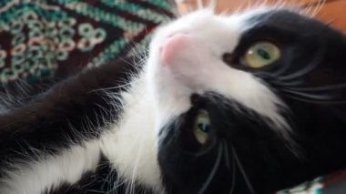Siyah beyaz bir kedinin ağzı. Kedi pembesi burun, beyaz bıyık, yeşil sarı gözler. Melez, genç bir kedi koltuğa uzanıyor ve uyumaya çalışıyor. Tembel bir hayvan gerilir, yuvarlanır, başını çevirir..