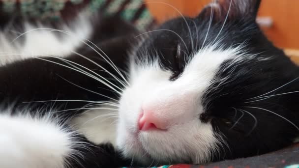 Tlama Černobílé Kočky Zblízka Růžový Nos Bílý Knír Zelené Oči — Stock video