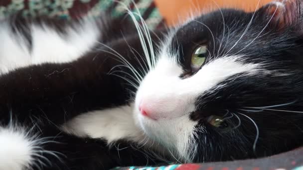 Tlama Černobílé Kočky Zblízka Růžový Nos Bílý Knír Zelené Oči — Stock video