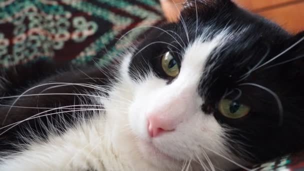 Muzzle Black White Cat Close Feline Pink Nose White Mustache — Stock Video