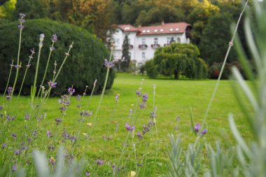 Banja Koviljaca, Sırbistan, Guchevo, Loznica, 30 Eylül 2022 Eski kraliyet villası. Parkta çiçekli ve çalılı yeşil çimenler. Park alanının peyzaj ve dekorasyonu