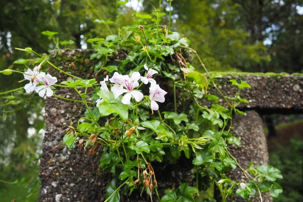 Bloeiende Witte Klimop Geranium Pelargonium Het Verticale Ontwerp Van Landschapsarchitectuur — Stockfoto