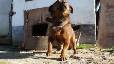Tasmalı kırmızı köpek. Köpek zıplar, sevinir, yere yapışır ve kuyruğunu sallar. Kırsal yaşam. Evi koruyan köpek. Hayat dolu bir hayvan. Mart, Sırbistan, Sremska Mitrovica, Chalma. Köpek kulübesi