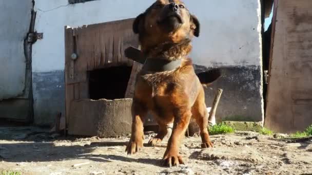紐の上に赤い犬 犬はジャンプし 地面にしがみつき 尾を振っています 田舎暮らしだ 家庭を守る犬 活気のある動物 セルビア スレムスカ ミトロヴィツァ — ストック動画