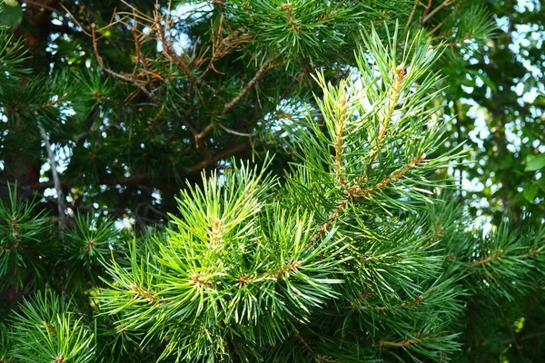 Pine Branches Golden Hour Evening Pinus Pine Genus Conifers Shrubs — Foto Stock