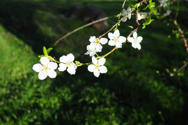 Blossoming of cherries, sweet cherries and bird cherry. Beautiful fragrant white flowers on the branches. The flowers are collected in long dense drooping brushes. March, Serbia, Sremska Mitrovica.