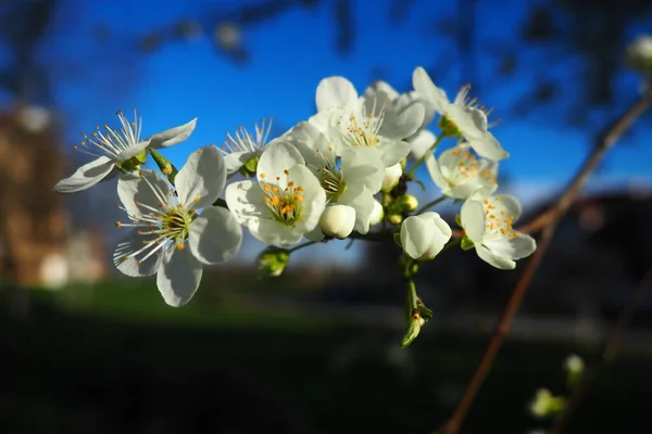 Blossoming Cherries Sweet Cherries Bird Cherry Beautiful Fragrant White Flowers — Stock Photo, Image