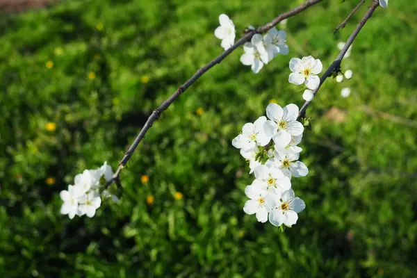 Floração Cerejas Cerejas Doces Cerejas Pássaros Lindas Flores Brancas Perfumadas — Fotografia de Stock