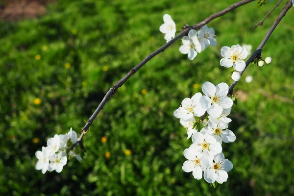 Blossoming of cherries, sweet cherries and bird cherry. Beautiful fragrant white flowers on the branches. The flowers are collected in long dense drooping brushes. March, Serbia, Sremska Mitrovica.