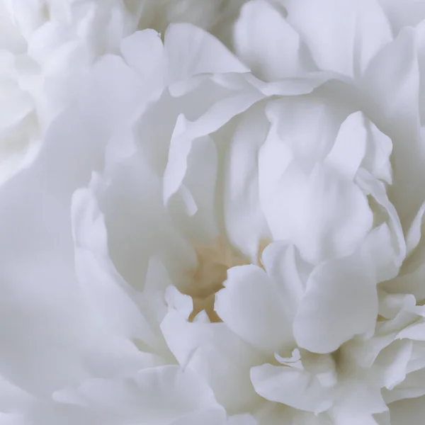 Beautiful white peony flowers close up. Peony is a genus of herbaceous perennials and deciduous shrubs, tree-like peonies. Peony family Paeoniaceae. Fragrant bouquet.