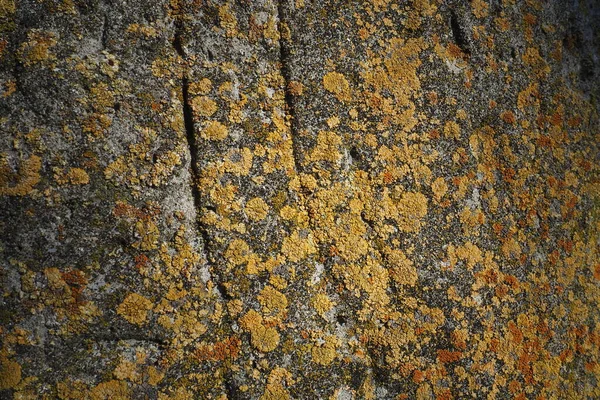 Lichen Rouge Orange Jaune Brun Couvre Surface Écorce Noyer Gros — Photo