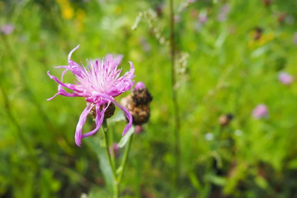 Meadow Cornflower Centaurea Jacea Field Weed Plant Species Genus Cornflower — Foto de Stock