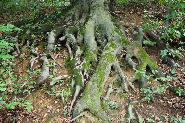 뿌리는 이끼로 있습니다 세르비아의 테라스 파크입니다 뿌리는 식물의 부분이며 식물은 — 스톡 사진