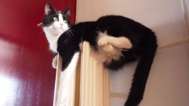 Yeşil gözlü siyah beyaz evcil bir kedi ön kapının önündeki radyatörde oturuyor. Evcil hayvan heyecanla kuyruğunu sallayarak geri döner. Kedi, sahibini bekliyor. Hayvanlara bakmak.