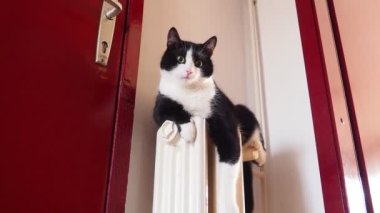 Ön kapının önündeki radyatörde siyah beyaz bir kedi oturuyor. Yeşil gözlü bir hayvan kameraya bakar ve kuyruğunu sallar. Kedi, sahibini bekliyor. Hayvanlara bakmak.