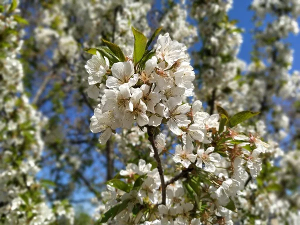Tender flower petals of apple tree. Apple trees in lush flowering white flowers. Pestles and stamens are noticeable. Spring in the orchard. The beginning of agricultural work.