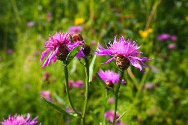 Meadow cornflower Centaurea jacea, Asteraceae familyasından bir bitki türü. Çayırlarda ve orman kenarlarında yetişir. Mor zarif çiçek. Karelya.