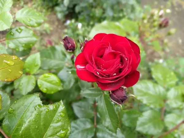 庭の赤いバラ 新緑の葉を背景に芽 — ストック写真