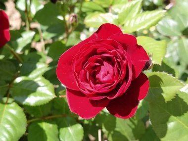 Bahçede kırmızı güller. Taze yeşil yapraklı bir arka planda Bud.