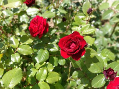Bahçede kırmızı güller. Taze yeşil yapraklı bir arka planda Bud.