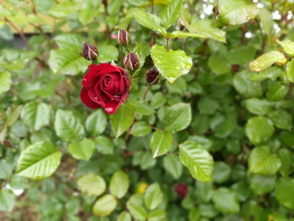 Красные Розы Саду Бад Фоне Свежей Зеленой Листвы — стоковое фото