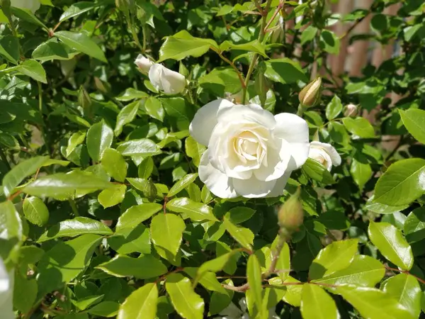 Білі Троянди Саду Сонячна Погода — стокове фото
