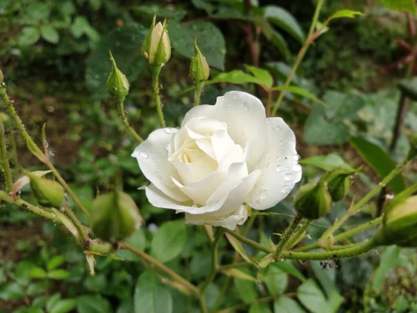 Білі Троянди Саду Сонячна Погода — стокове фото
