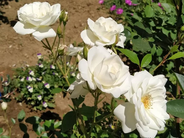 Rosas Brancas Jardim Tempo Ensolarado — Fotografia de Stock
