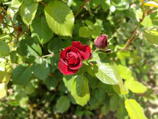 Czerwone Róże Ogrodzie Pączek Tle Świeżych Zielonych Liści — Zdjęcie stockowe