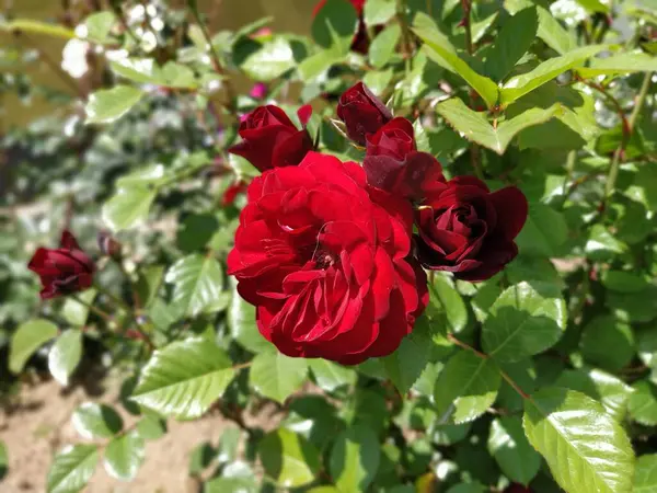 Rosas Vermelhas Jardim Bud Contexto Folhagem Verde Fresca — Fotografia de Stock