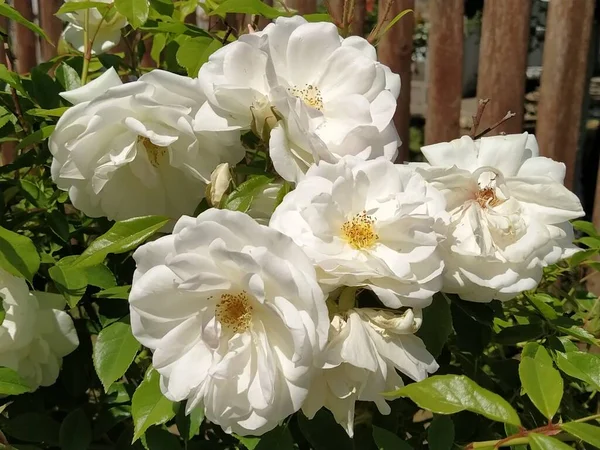 Λευκά Τριαντάφυλλα Στον Κήπο Ηλιόλουστος Καιρός — Φωτογραφία Αρχείου