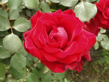 Bahçede kırmızı güller. Taze yeşil yapraklı bir arka planda Bud.