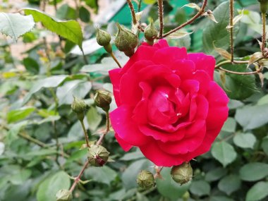 Bahçede kırmızı güller. Taze yeşil yapraklı bir arka planda Bud.