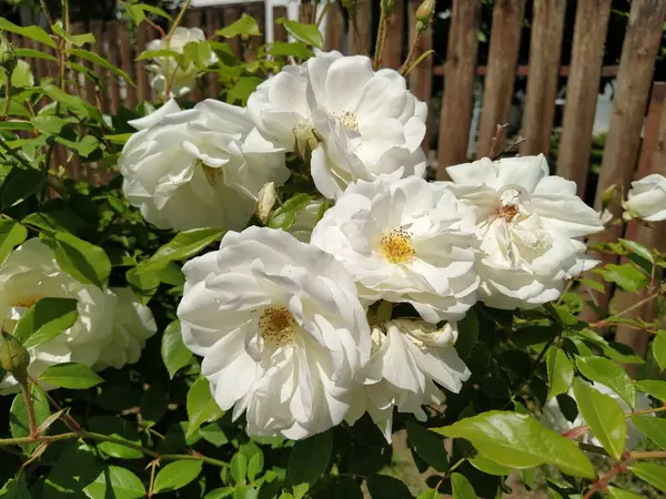 Λευκά Τριαντάφυλλα Στον Κήπο Ηλιόλουστος Καιρός — Φωτογραφία Αρχείου