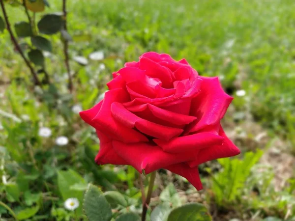 Червоні Троянди Саду Бад Тлі Зеленого Листя — стокове фото