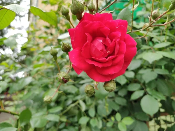 Rosas Rojas Jardín Brote Sobre Fondo Follaje Verde Fresco — Foto de Stock