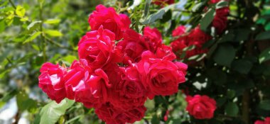 Bahçede kırmızı güller. Taze yeşil yapraklı bir arka planda Bud.