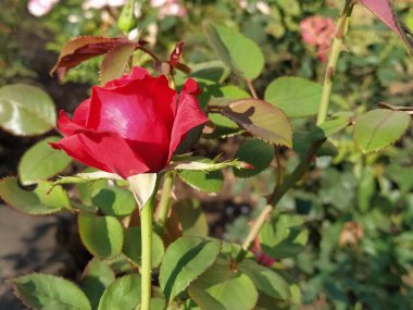 Bahçede kırmızı güller. Taze yeşil yapraklı bir arka planda Bud.