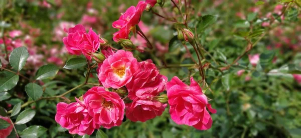 Blommande Rosa Sprayrosor Staden Blommig Bakgrund Vackra Rosa Spray Rosor — Stockfoto