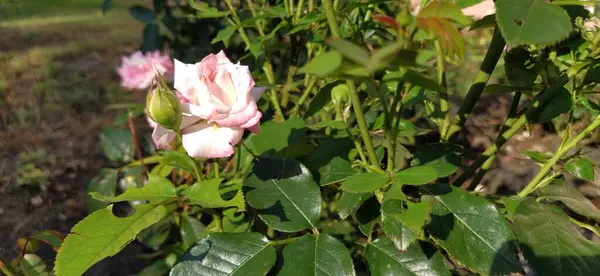 Blommande Rosa Sprayrosor Staden Blommig Bakgrund Vackra Rosa Spray Rosor — Stockfoto